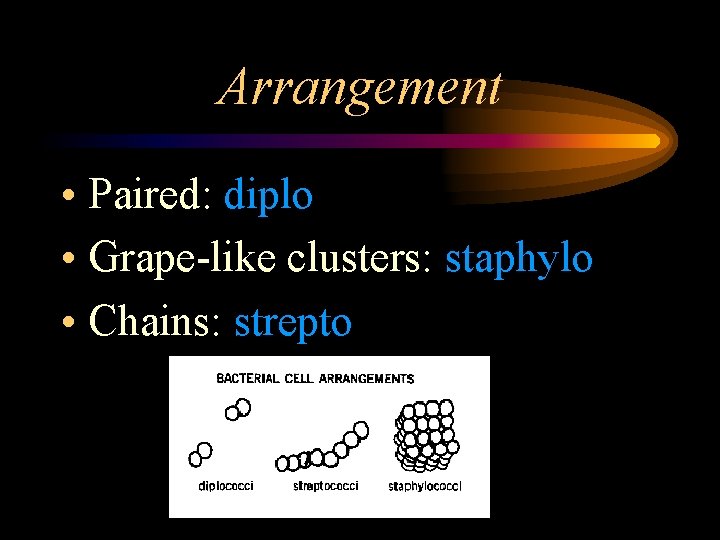 Arrangement • Paired: diplo • Grape-like clusters: staphylo • Chains: strepto 