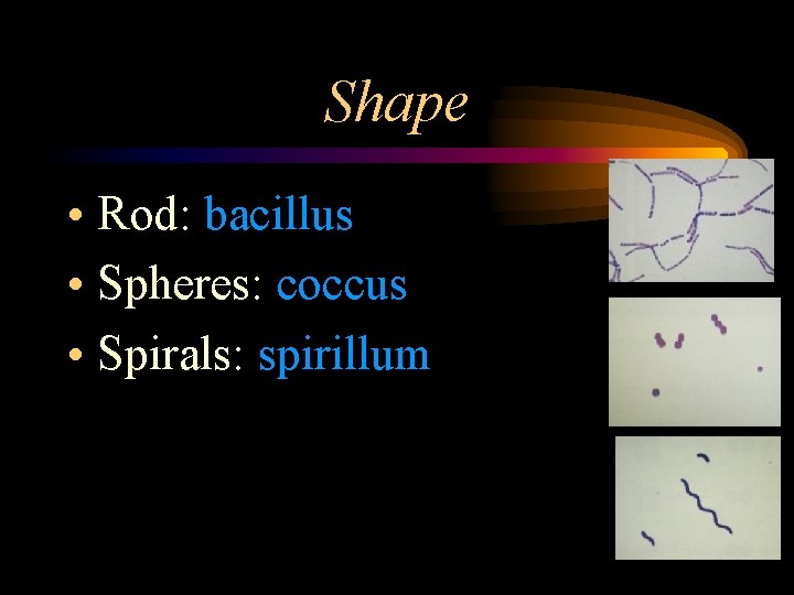 Shape • Rod: bacillus • Spheres: coccus • Spirals: spirillum 