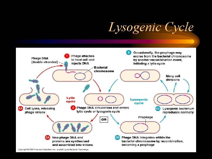 Lysogenic Cycle 