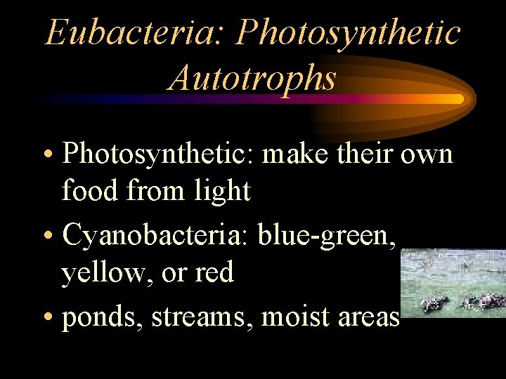 Eubacteria: Photosynthetic Autotrophs • Photosynthetic: make their own food from light • Cyanobacteria: blue-green,