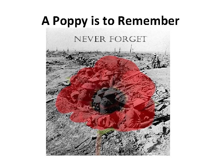 A Poppy is to Remember 