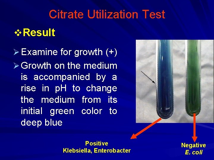 Citrate Utilization Test v. Result Ø Examine for growth (+) Ø Growth on the