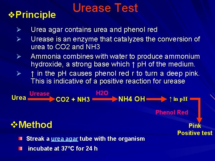 v. Principle Ø Ø Urease Test Urea agar contains urea and phenol red Urease