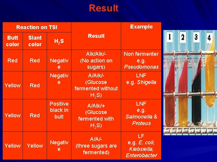 Result Example Reaction on TSI Butt color Red Yellow Slant color Red Red Yellow