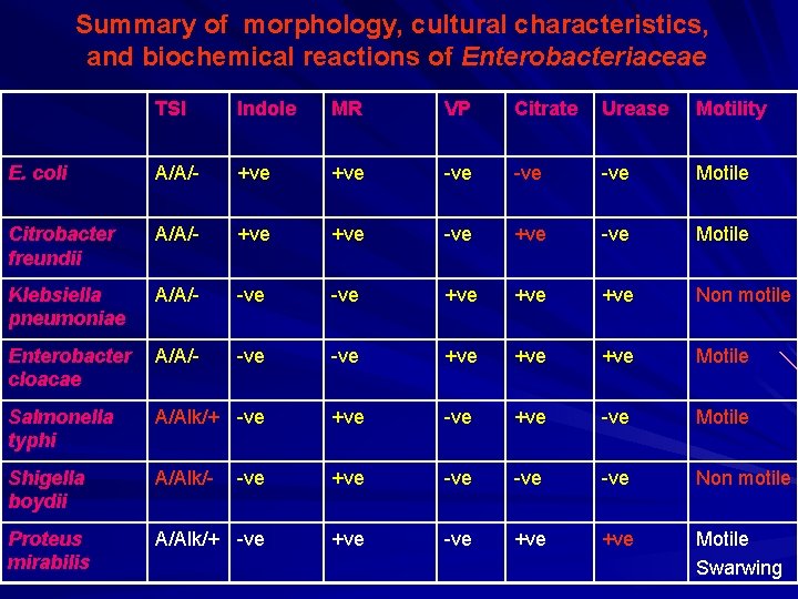 Summary of morphology, cultural characteristics, and biochemical reactions of Enterobacteriaceae TSI Indole MR VP