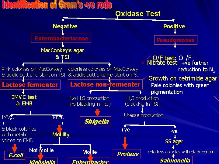 Oxidase Test Negative Positive Enterobacteriaceae Pseudomonas Mac. Conkey’s agar & TSI ü O/F test: