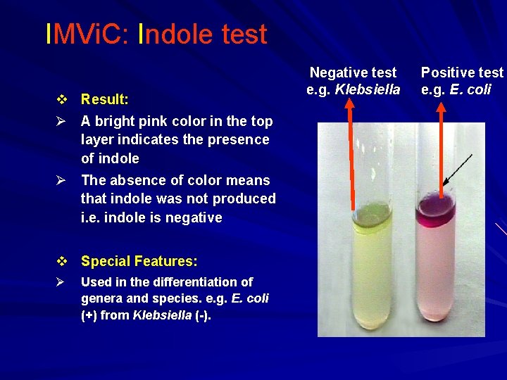 IMVi. C: Indole test v Result: Ø A bright pink color in the top