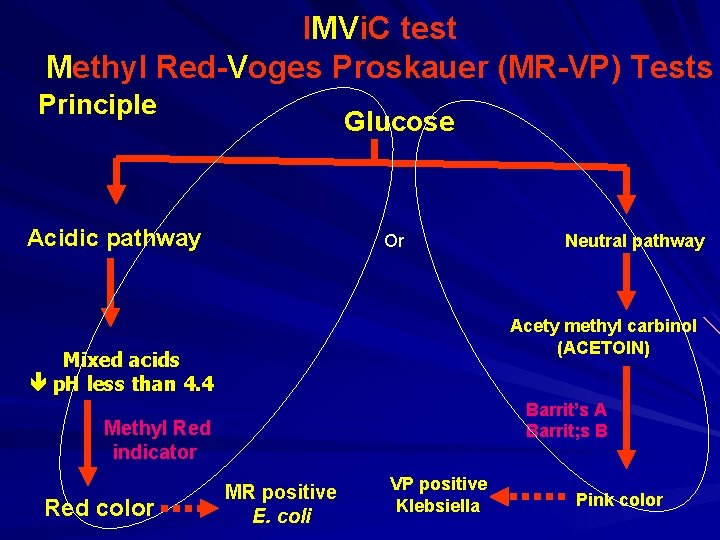 IMVi. C test Methyl Red-Voges Proskauer (MR-VP) Tests Principle Glucose Acidic pathway Or Acety