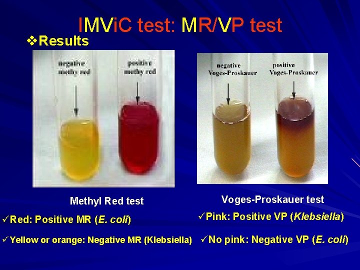 IMVi. C test: MR/VP test v. Results Methyl Red test üRed: Positive MR (E.
