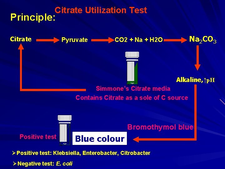 Citrate Utilization Test Principle: Citrate Pyruvate Na 2 CO 3 CO 2 + Na