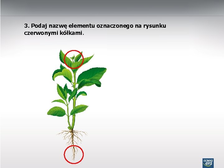 3. Podaj nazwę elementu oznaczonego na rysunku czerwonymi kółkami. 