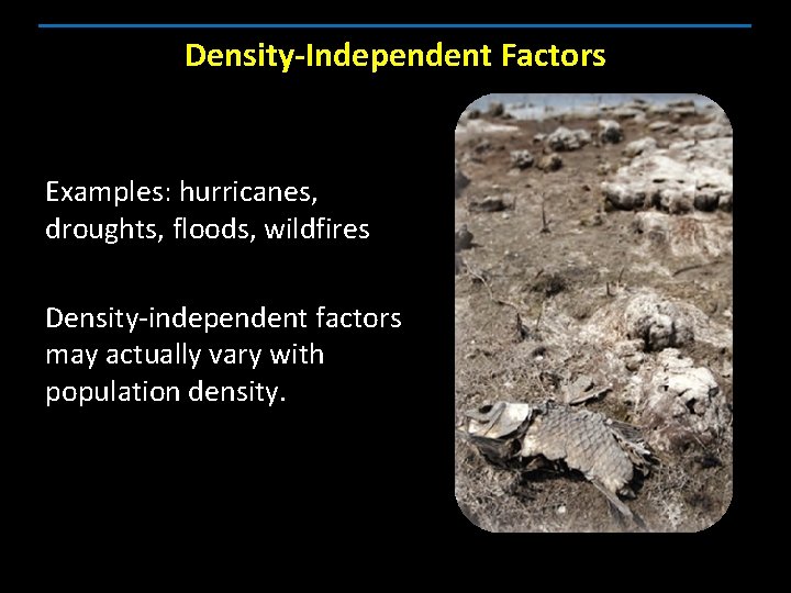 Density-Independent Factors Examples: hurricanes, droughts, floods, wildfires Density-independent factors may actually vary with population