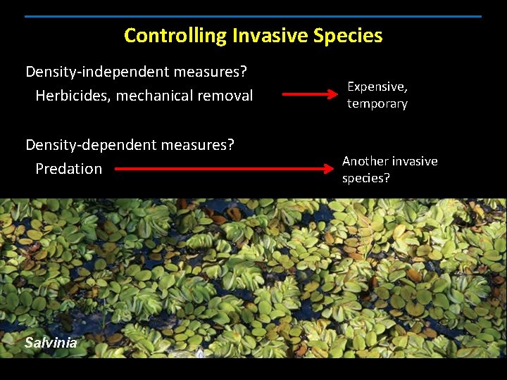 Controlling Invasive Species Density-independent measures? • Herbicides, mechanical removal Density-dependent measures? • Predation Salvinia