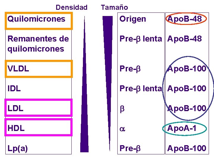 Densidad Tamaño Quilomicrones Origen Apo. B-48 Remanentes de quilomicrones Pre- lenta Apo. B-48 VLDL