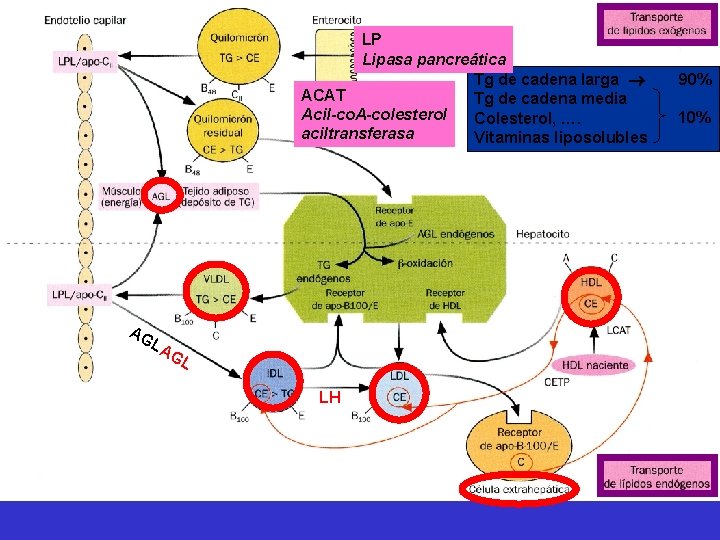 LP Lipasa pancreática Tg de cadena larga ACAT Tg de cadena media Acil-co. A-colesterol