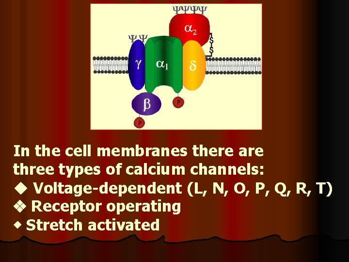 In the cell membranes there are three types of calcium channels: u Voltage-dependent (L,