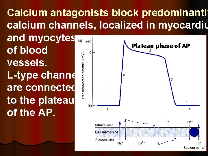 Calcium antagonists block predominantly calcium channels, localized in myocardiu and myocytes Plateau phase of