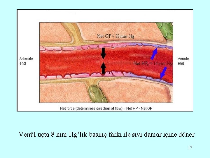Venül uçta 8 mm Hg’lık basınç farkı ile sıvı damar içine döner 17 
