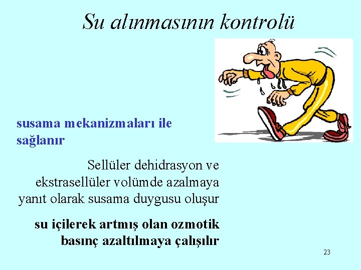 Su alınmasının kontrolü susama mekanizmaları ile sağlanır Sellüler dehidrasyon ve ekstrasellüler volümde azalmaya yanıt