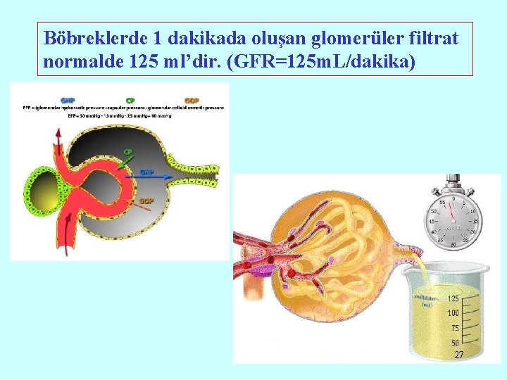 Böbreklerde 1 dakikada oluşan glomerüler filtrat normalde 125 ml’dir. (GFR=125 m. L/dakika) 27 