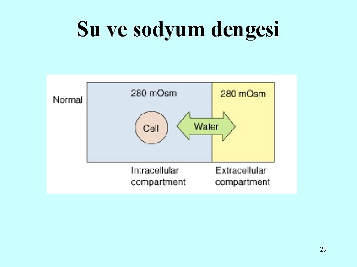 Su ve sodyum dengesi 29 