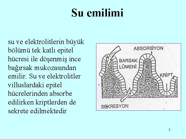 Su emilimi su ve elektrolitlerin büyük bölümü tek katlı epitel hücresi ile döşenmiş ince