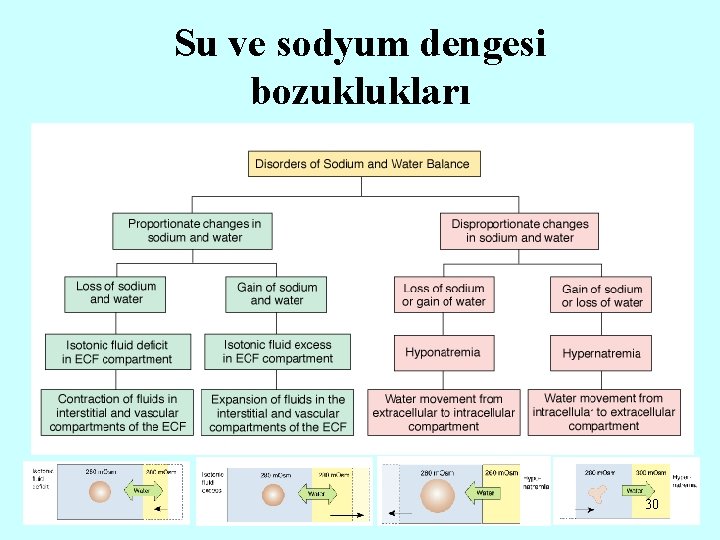 Su ve sodyum dengesi bozuklukları 30 