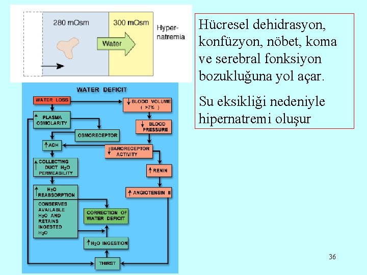 Hücresel dehidrasyon, konfüzyon, nöbet, koma ve serebral fonksiyon bozukluğuna yol açar. Su eksikliği nedeniyle