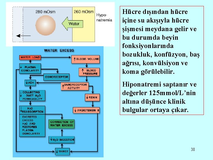 Hücre dışından hücre içine su akışıyla hücre şişmesi meydana gelir ve bu durumda beyin