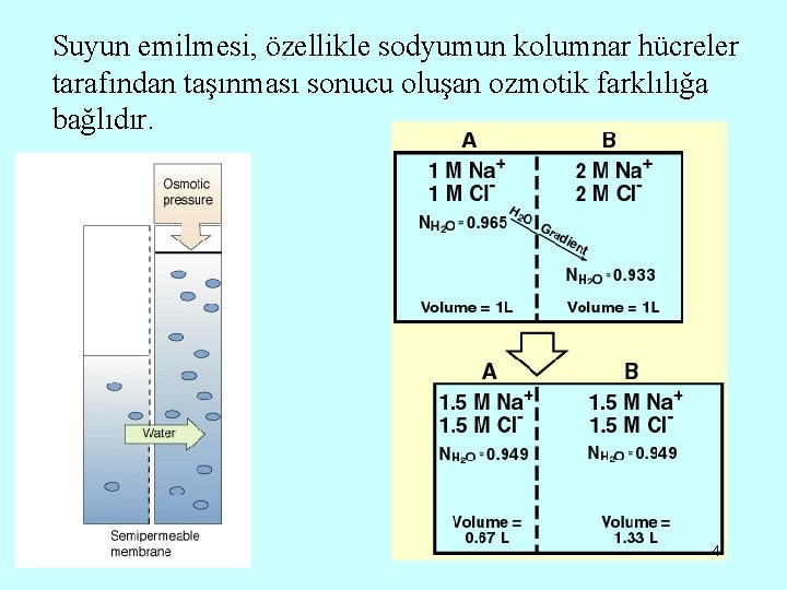Suyun emilmesi, özellikle sodyumun kolumnar hücreler tarafından taşınması sonucu oluşan ozmotik farklılığa bağlıdır. 4