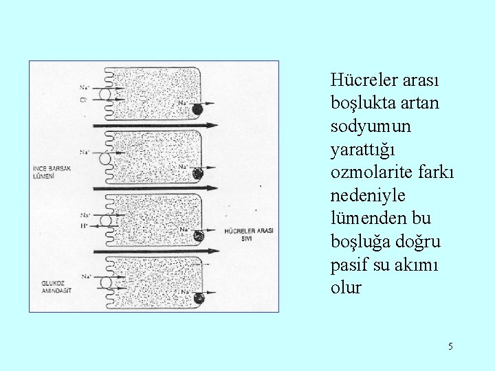 Hücreler arası boşlukta artan sodyumun yarattığı ozmolarite farkı nedeniyle lümenden bu boşluğa doğru pasif
