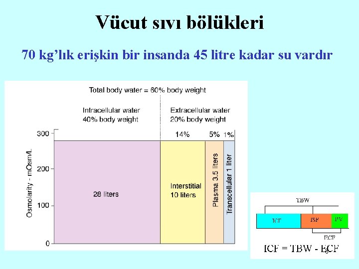 Vücut sıvı bölükleri 70 kg’lık erişkin bir insanda 45 litre kadar su vardır 8