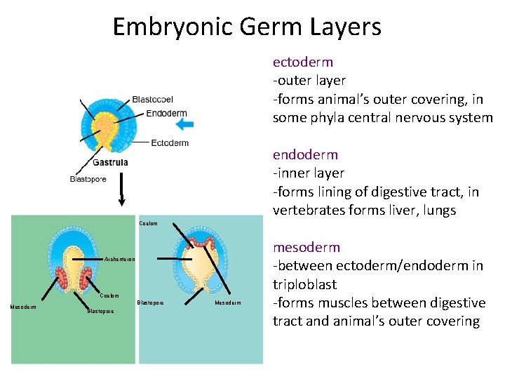 Embryonic Germ Layers ectoderm -outer layer -forms animal’s outer covering, in some phyla central Embryonic Germ Layers ectoderm -outer layer -forms animal’s outer covering, in some phyla central