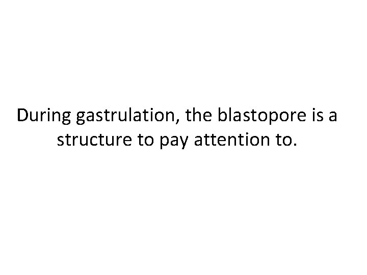 During gastrulation, the blastopore is a structure to pay attention to. During gastrulation, the blastopore is a structure to pay attention to.