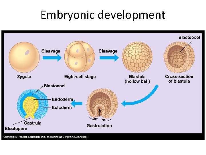 Embryonic development Embryonic development