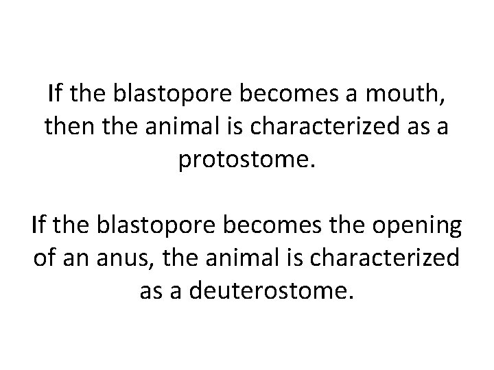 If the blastopore becomes a mouth, then the animal is characterized as a protostome. If the blastopore becomes a mouth, then the animal is characterized as a protostome.