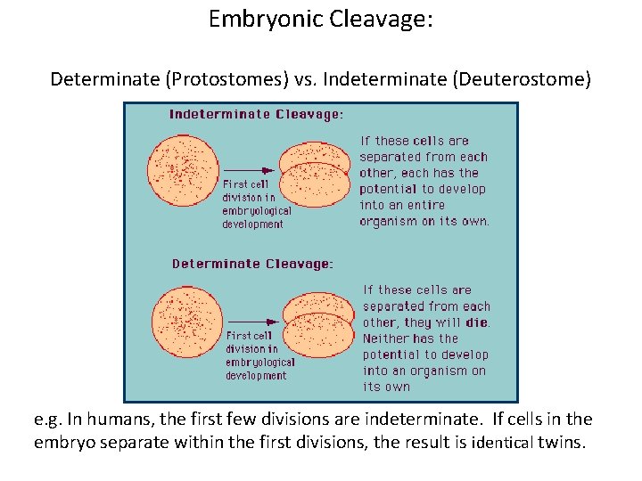 Embryonic Cleavage: Determinate (Protostomes) vs. Indeterminate (Deuterostome) e. g. In humans, the first few Embryonic Cleavage: Determinate (Protostomes) vs. Indeterminate (Deuterostome) e. g. In humans, the first few
