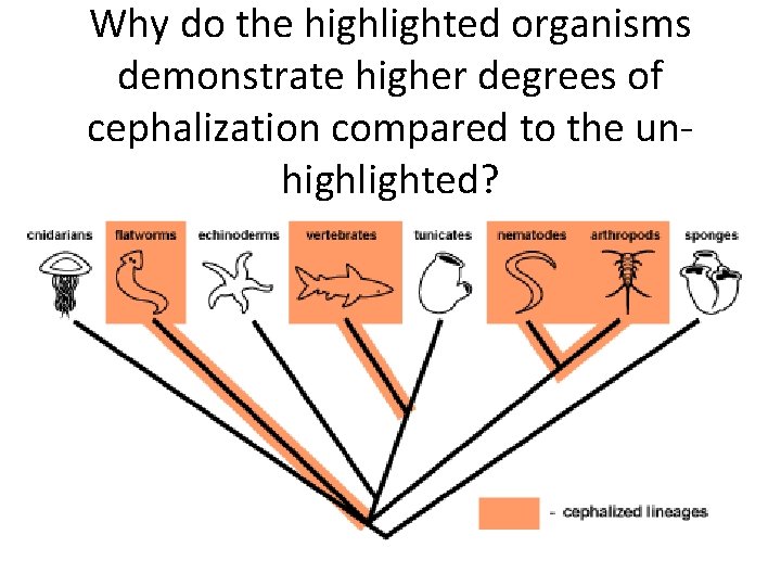 Why do the highlighted organisms demonstrate higher degrees of cephalization compared to the unhighlighted? Why do the highlighted organisms demonstrate higher degrees of cephalization compared to the unhighlighted?