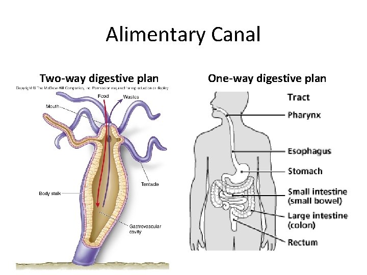 Alimentary Canal Two-way digestive plan One-way digestive plan Alimentary Canal Two-way digestive plan One-way digestive plan