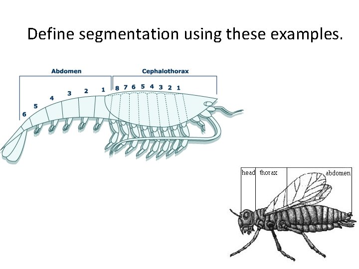 Define segmentation using these examples. Define segmentation using these examples.