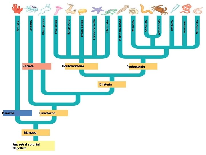 Radiata Parazoa Deuterostomia Eumetazoa Metazoa Ancestral colonial flagellate Protostomia Bilateria Nematoda Nemertea Rotifera Arthropoda Radiata Parazoa Deuterostomia Eumetazoa Metazoa Ancestral colonial flagellate Protostomia Bilateria Nematoda Nemertea Rotifera Arthropoda