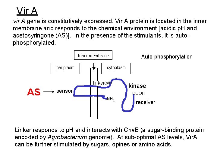 Vir A vir A gene is constitutively expressed. Vir A protein is located in