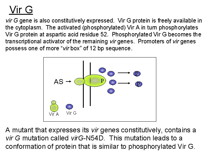 Vir G vir G gene is also constitutively expressed. Vir G protein is freely