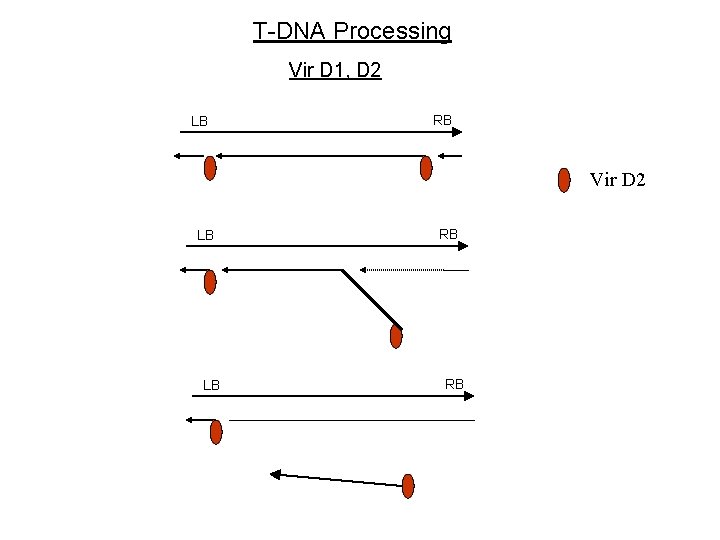 T-DNA Processing Vir D 1, D 2 LB RB Vir D 2 LB LB