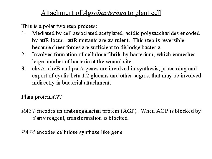 Attachment of Agrobacterium to plant cell This is a polar two step process: 1.