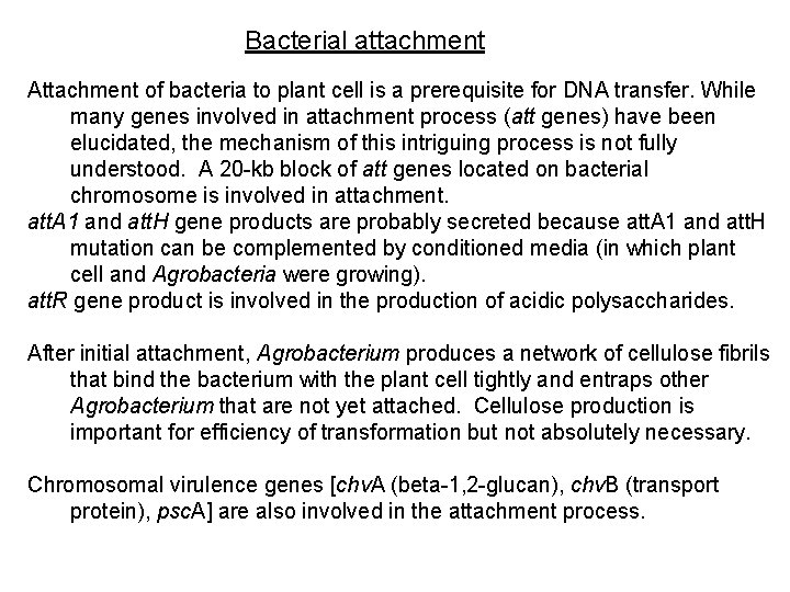 Bacterial attachment Attachment of bacteria to plant cell is a prerequisite for DNA transfer.
