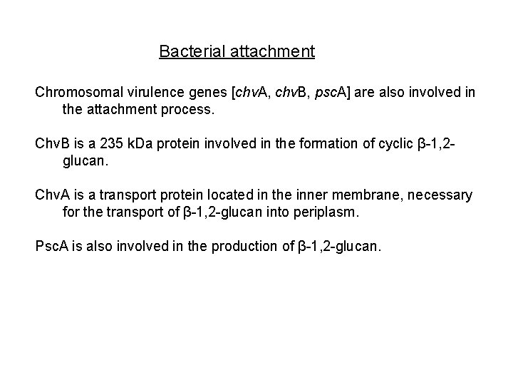 Bacterial attachment Chromosomal virulence genes [chv. A, chv. B, psc. A] are also involved