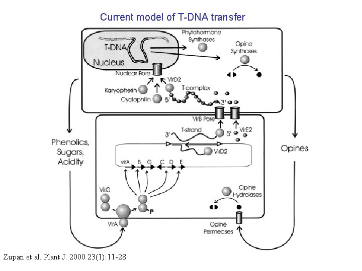 Current model of T-DNA transfer Zupan et al. Plant J. 2000 23(1): 11 -28