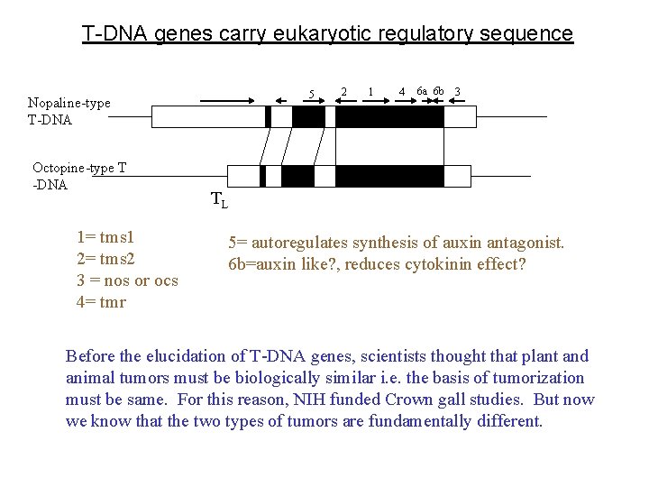 T-DNA genes carry eukaryotic regulatory sequence 5 Nopaline-type T-DNA Octopine-type T -DNA 1= tms