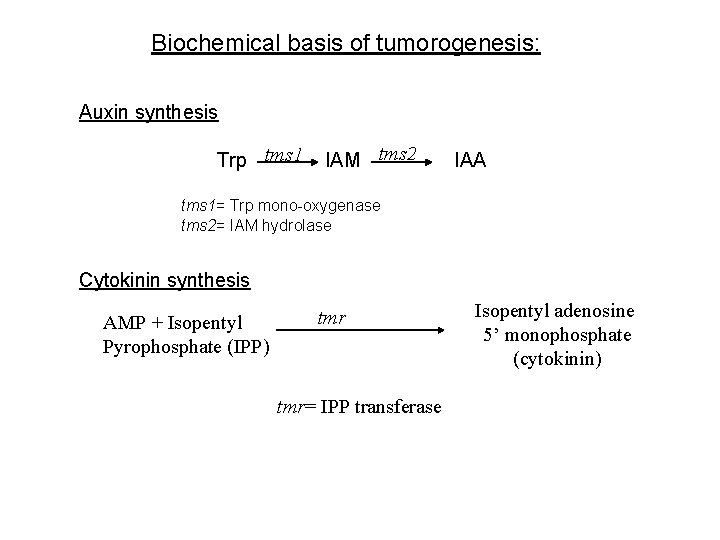 Biochemical basis of tumorogenesis: Auxin synthesis Trp tms 1 IAM tms 2 IAA tms